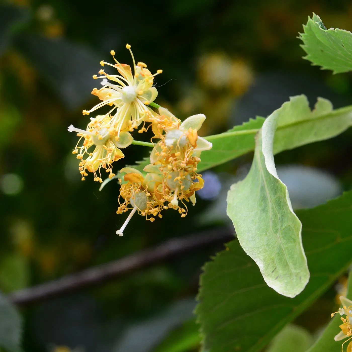 Tiliae flos / Linde Heilpflanze 2025