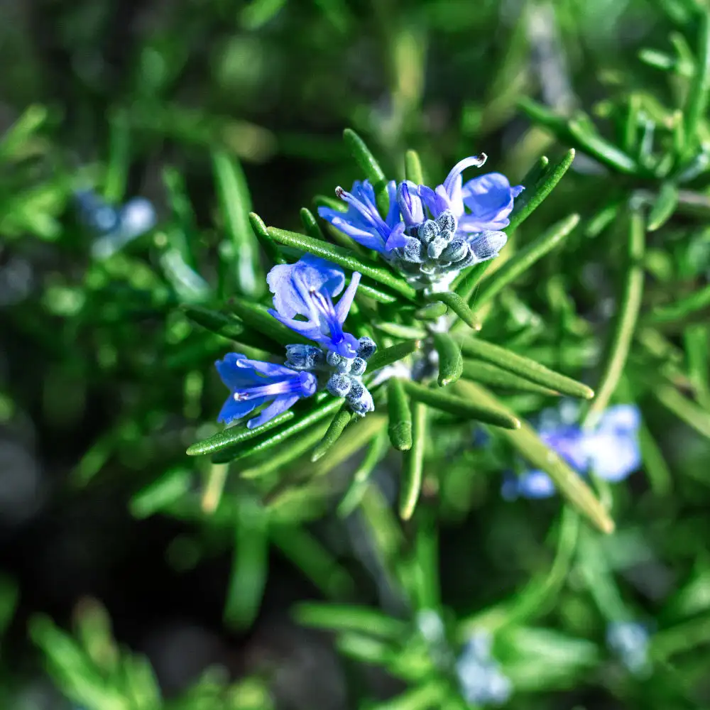 Rosmarinus officinalis / Rosmarin Heilpflanze 2011