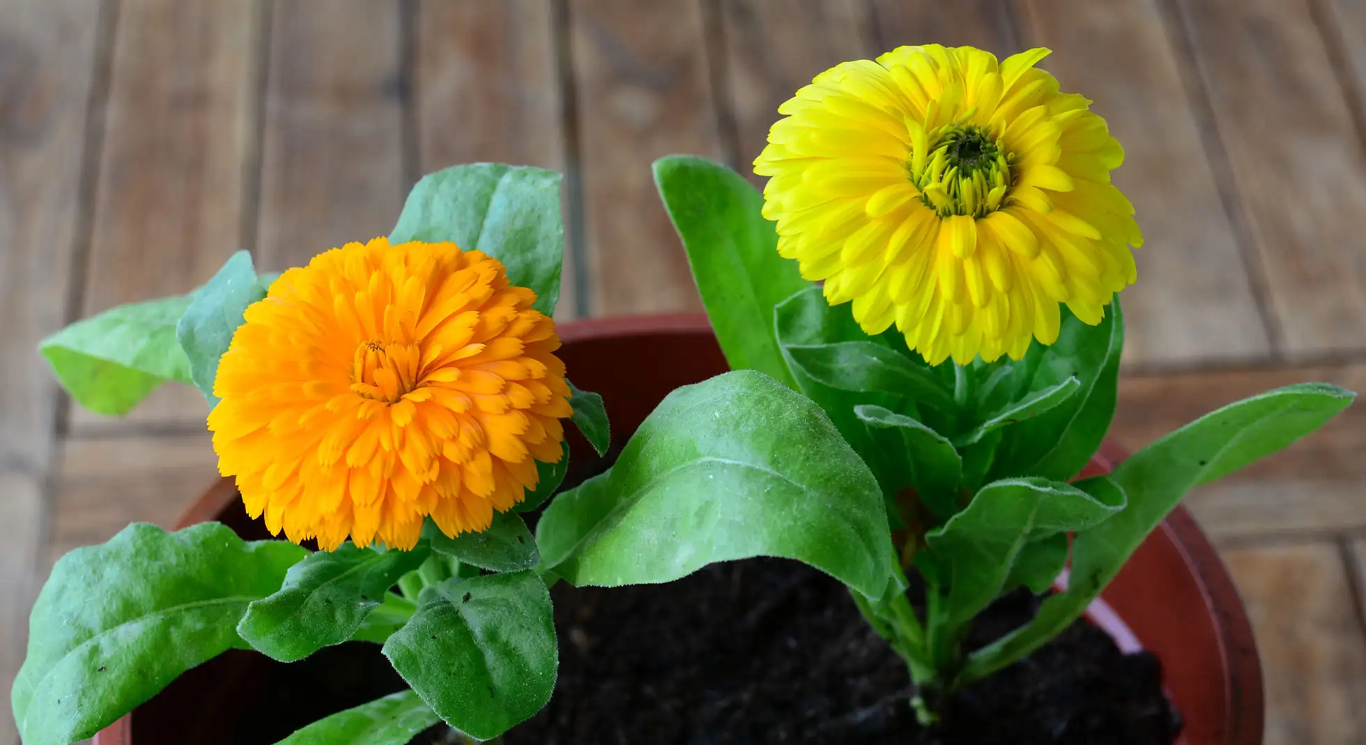 Calendula officinalis