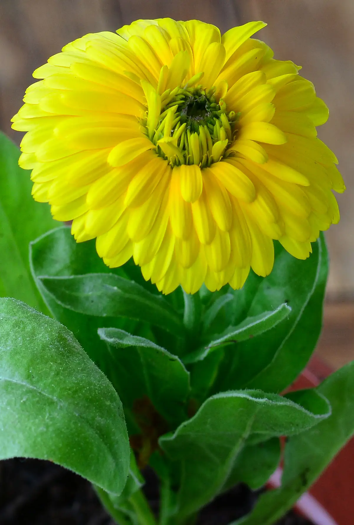 Calendula officinalis
