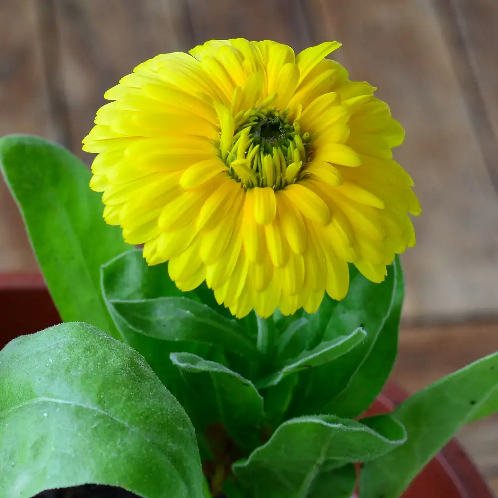 Calendula officinalis / Ringelblume  Heilpflanze 2009