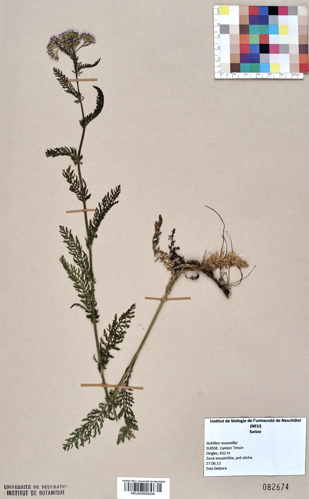 Herbarium