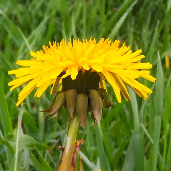 Taraxacum officinale