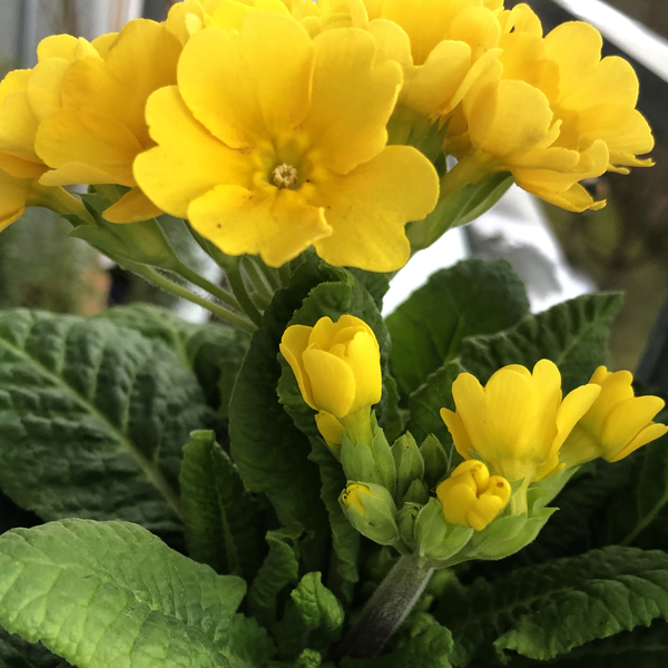 Primula officinalis