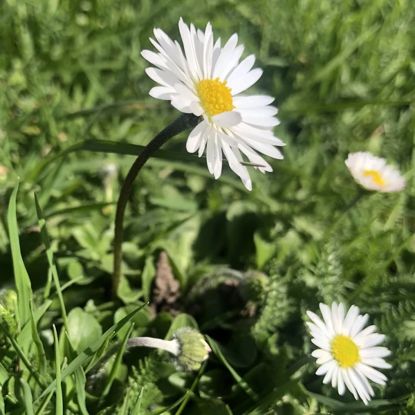 Bellis perennis / Gänseblümchen Heilpflanze 2017