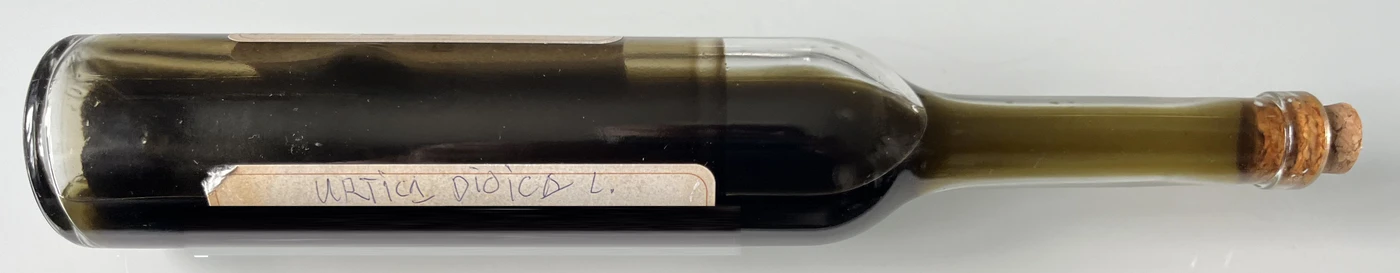 Brennnessel Urtinktur