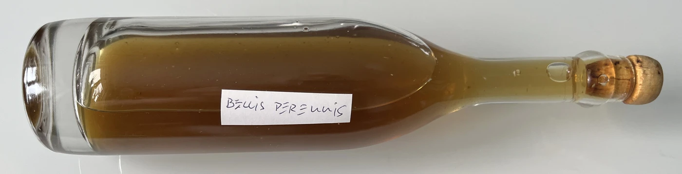 Gänseblümchen-Urtinktur