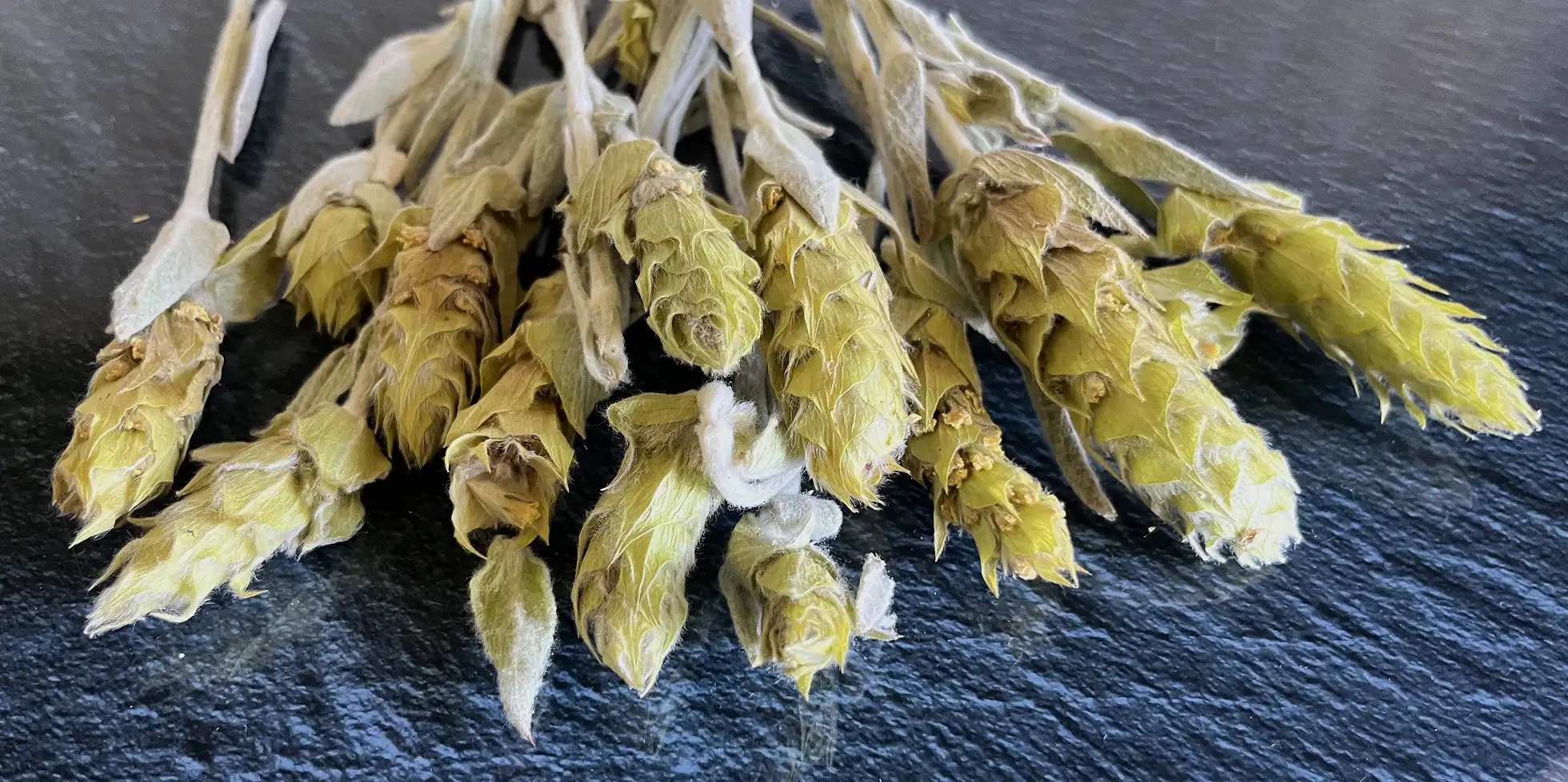 Griechischer Bergtee<