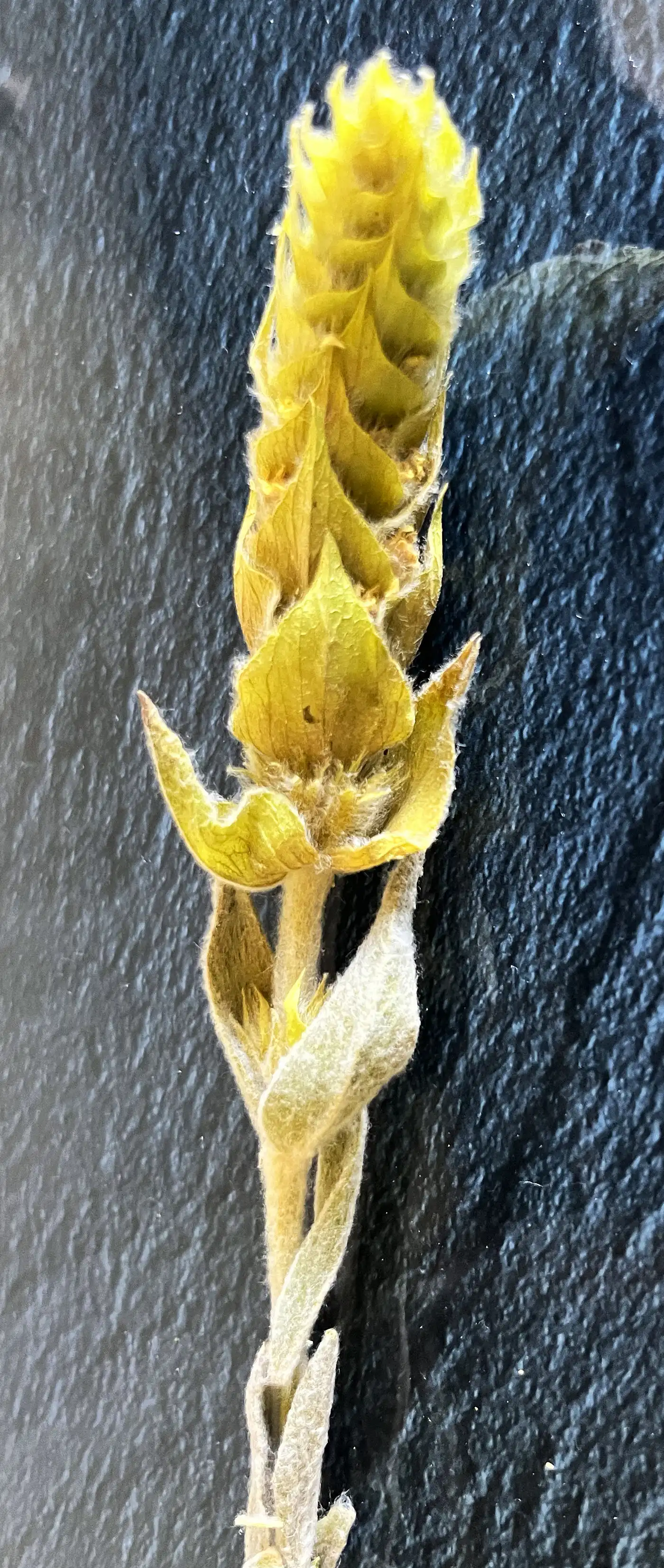 Griechischer Bergtee