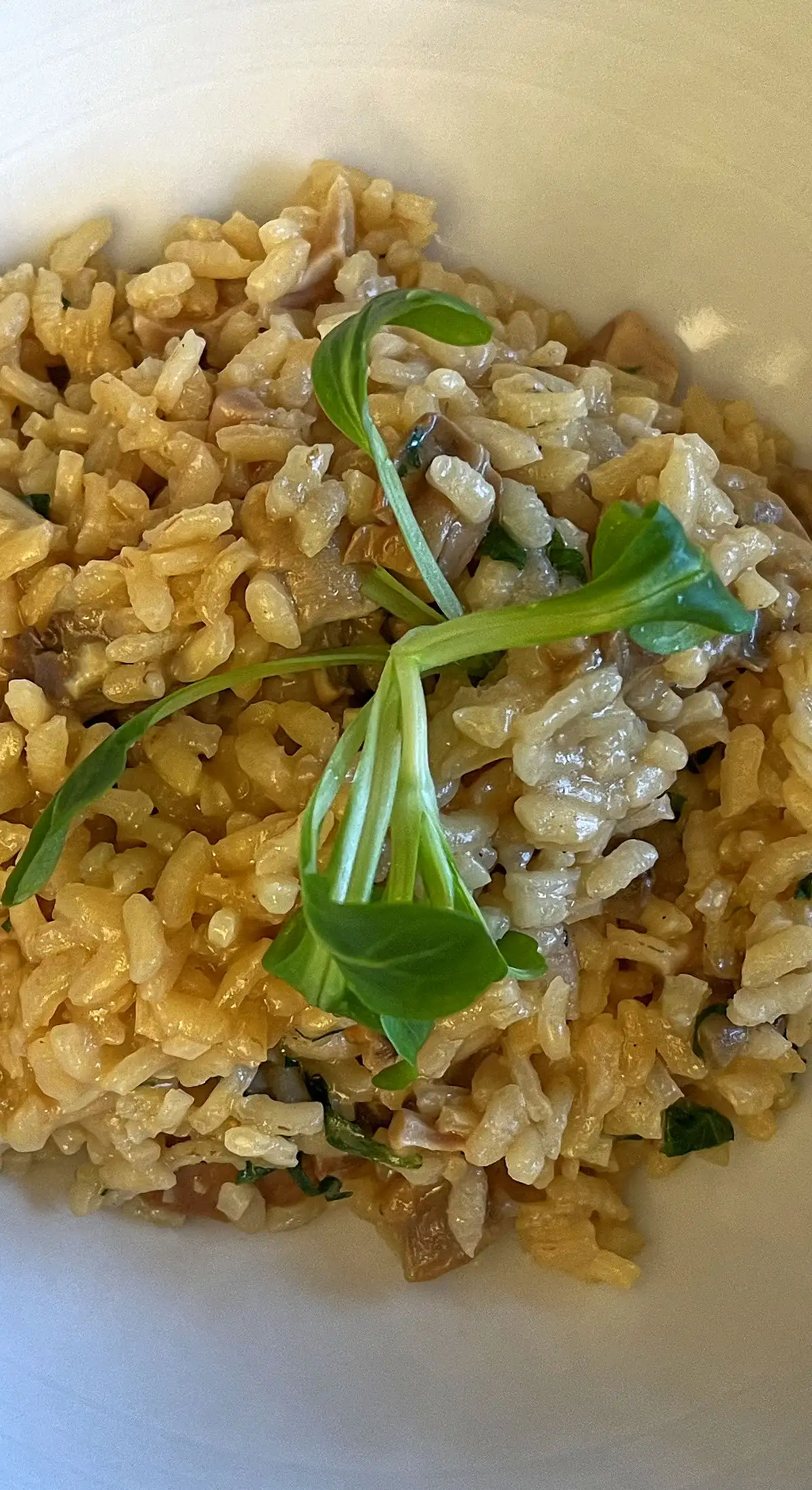 Steinpilz Risotto
