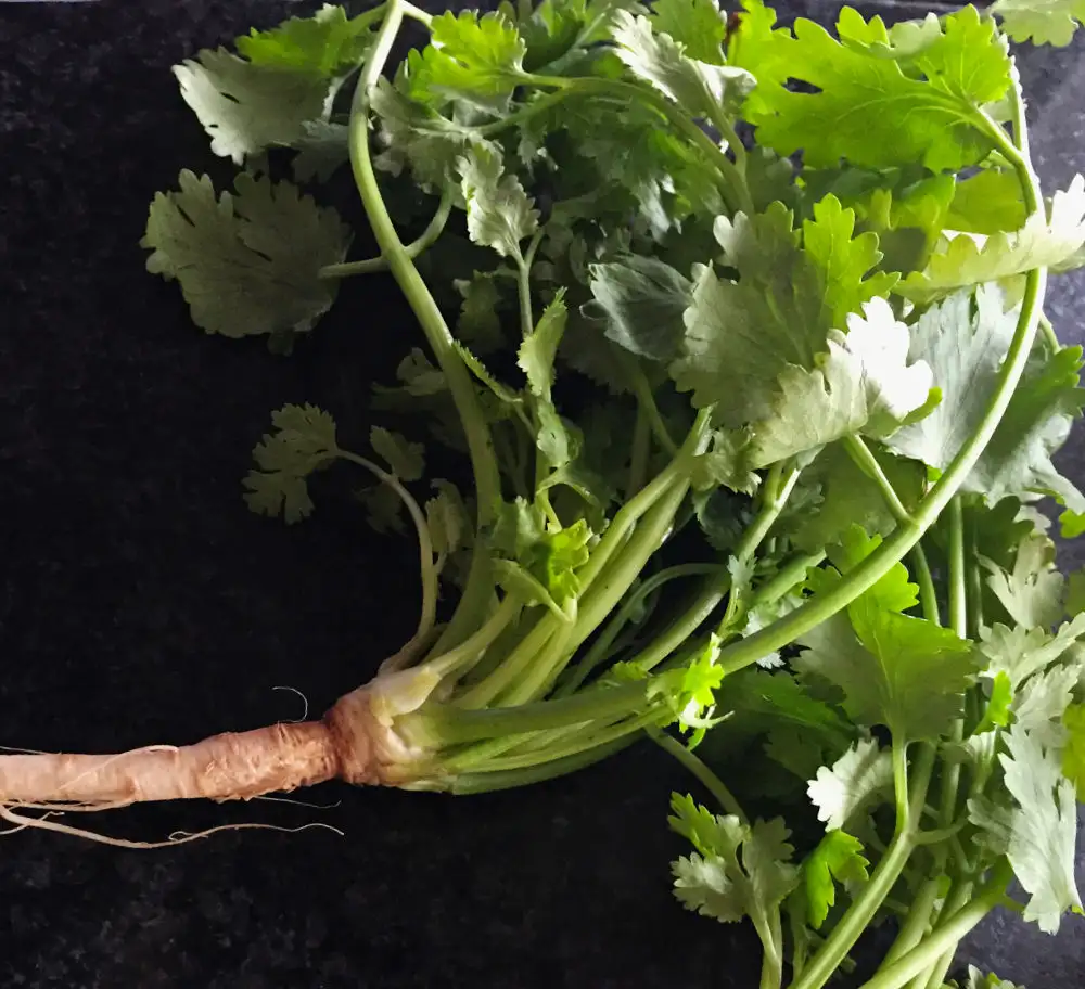 Coriandrum sativum / Echter Koriander