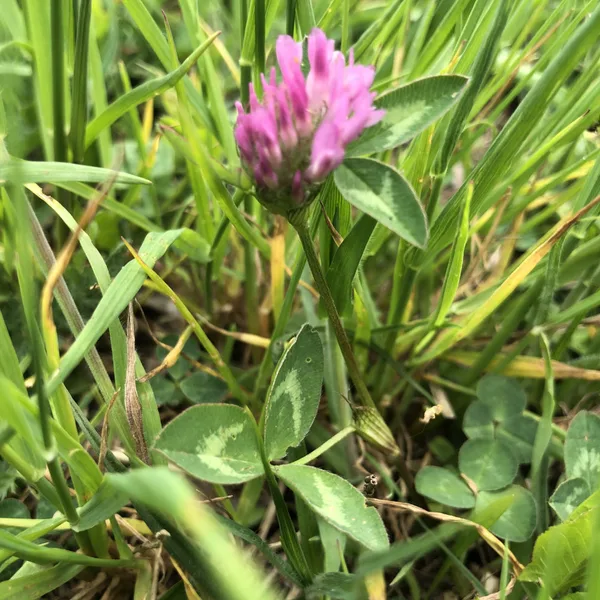 Trifolium pratense