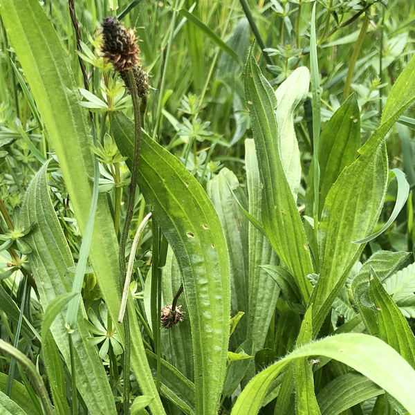 Plantago lanceolata /  Spitzwegerich Arzneipflanze 2014