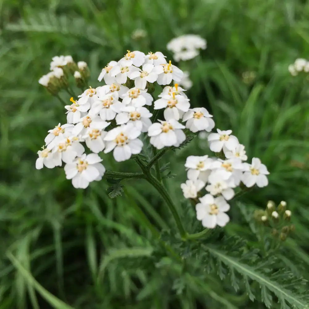 Achillea millefolium / Schafgarbe / Arzneipflanze 2025, Heilpflanze 2004