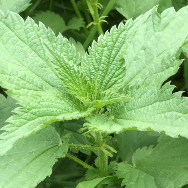 Urtica dioica / Brennnessel Heilpflanze 2022