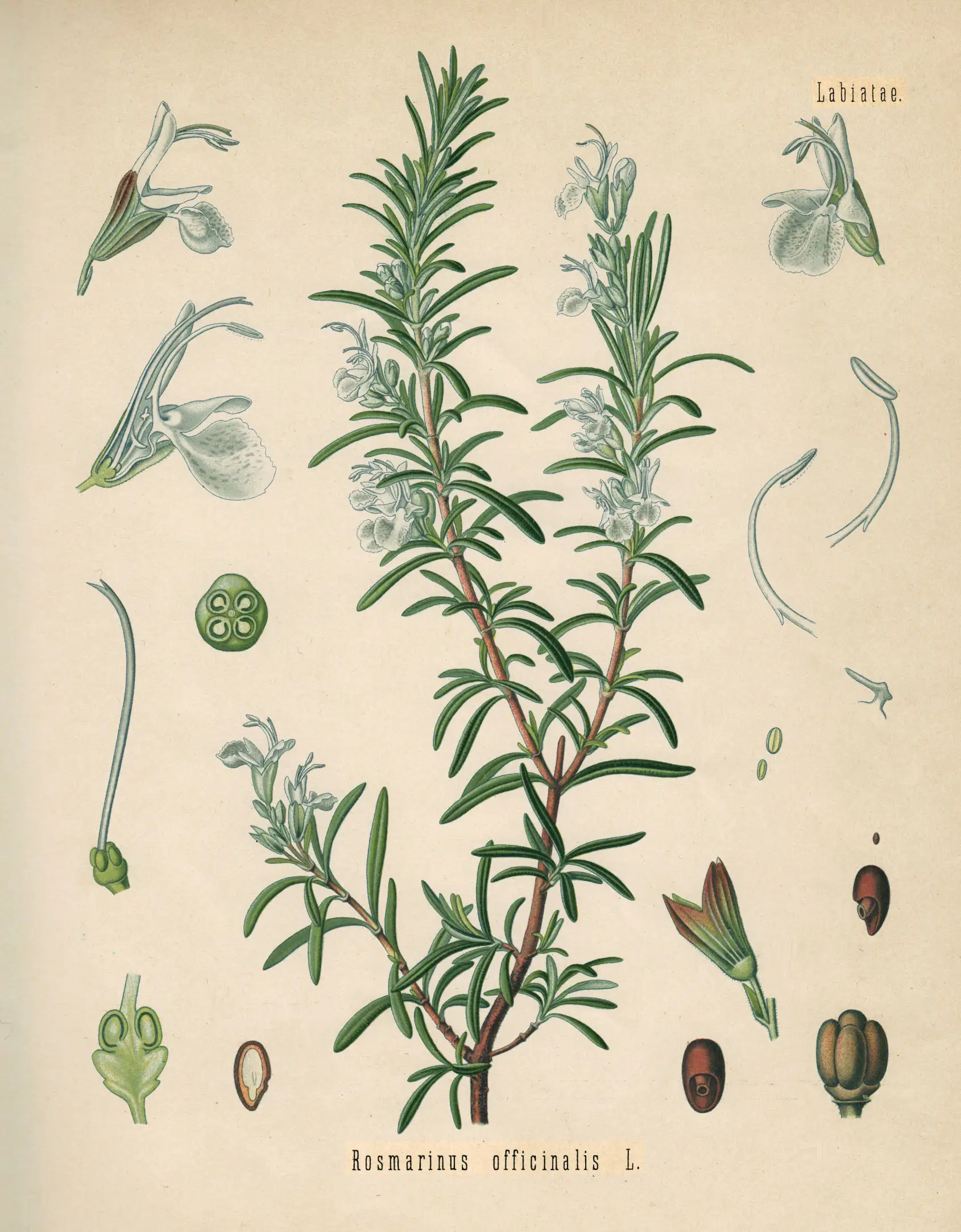 Rosmarin illustration