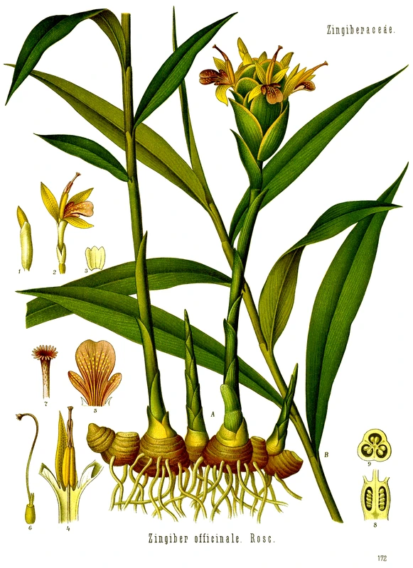 Zingiber officinale R.