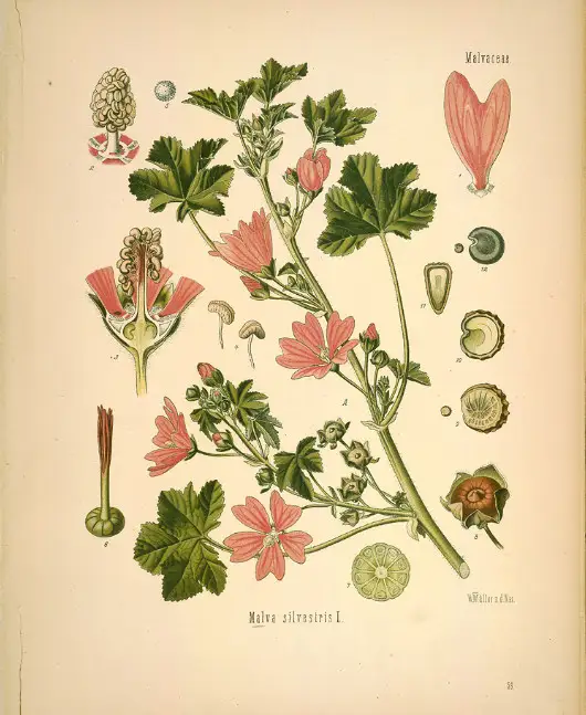 Malva sylvestris