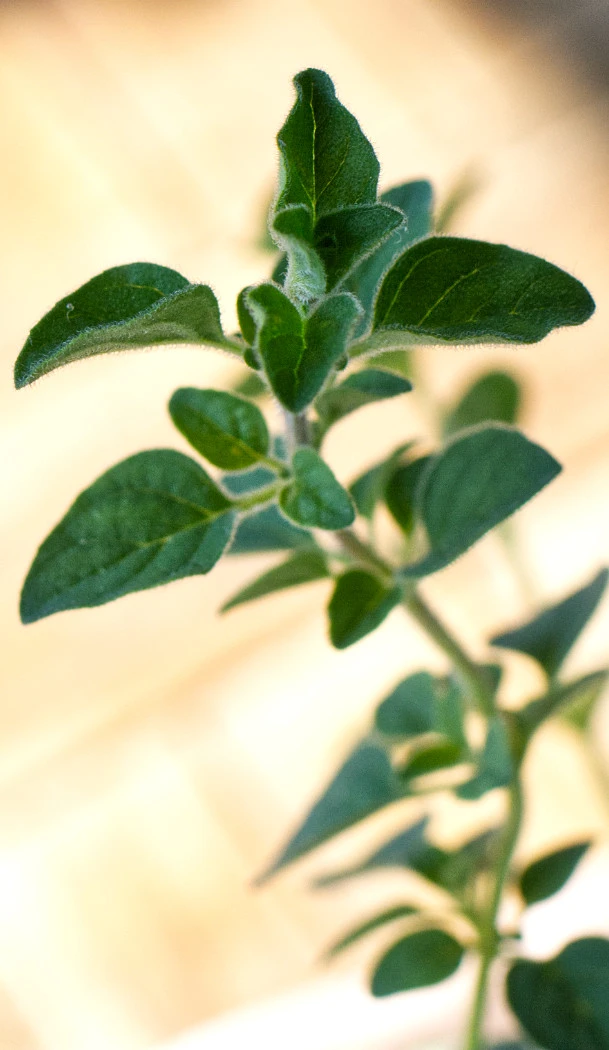 Oregano Blätter