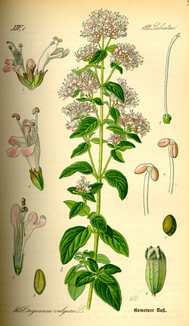 Origanum vulgare L.